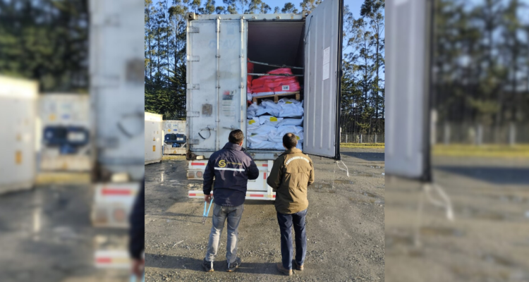 Decomisan más de 73 toneladas de jibia dentro de planta frigorífica en Puerto Montt