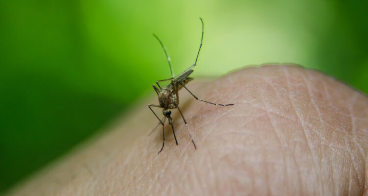 OMS advierte por aumento del dengue: detectaron casi 8 millones de casos entre enero y abril de 2024