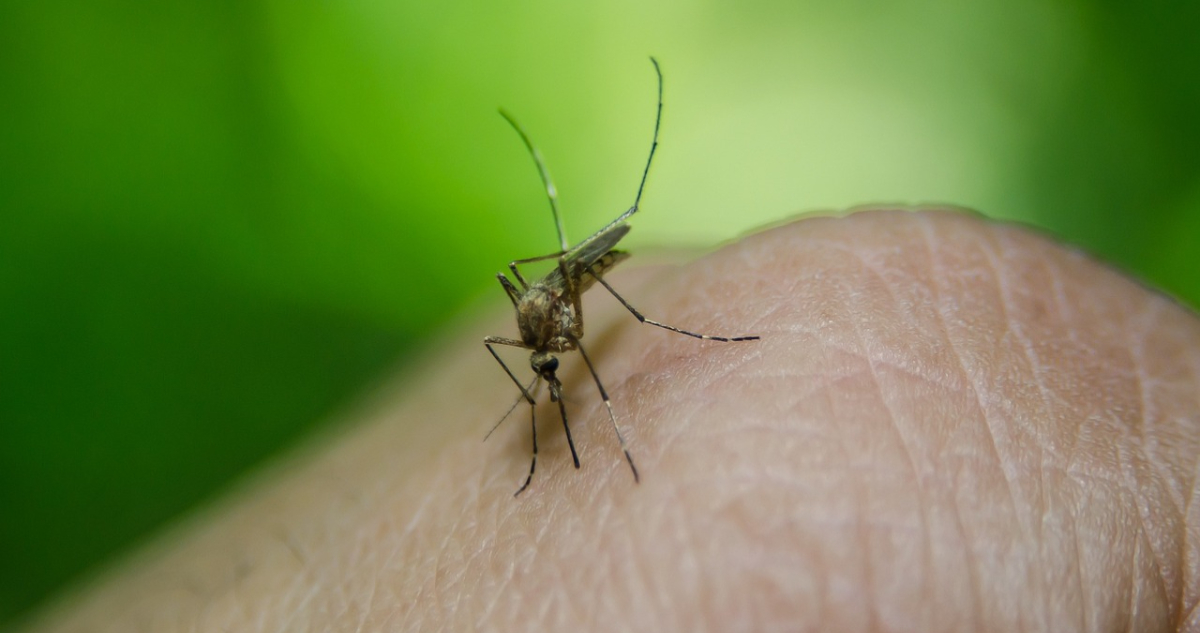 OMS advierte por aumento del dengue: detectaron casi 8 millones de casos entre enero y abril de 2024