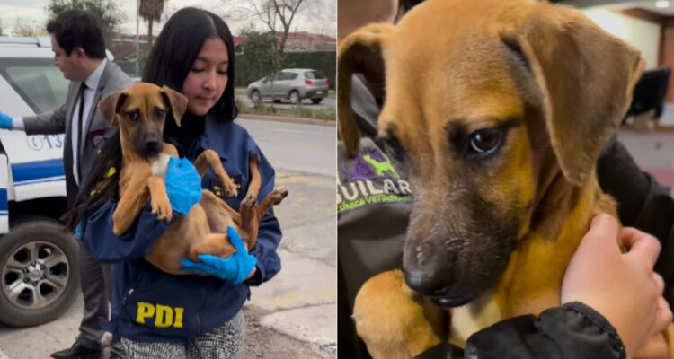 Detienen a sujeto que mantenía a perro al borde de la muerte en Cerrillos: can fue rescatado