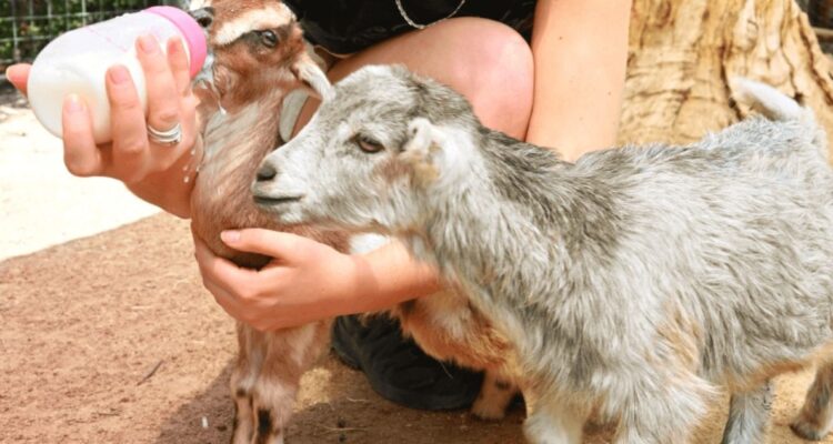 Granjaventura en La Reina acusa que podría cerrar en 2025: municipio apunta nuevas exigencias legales