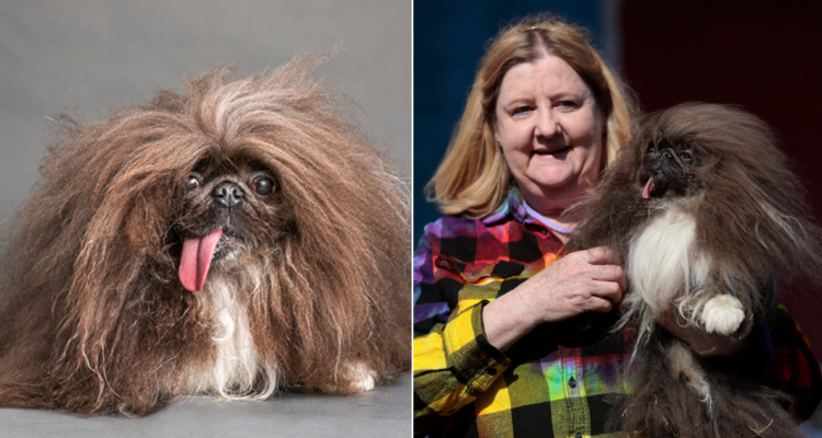 Así es Wild Thang, el pequinés de 8 años elegido “el perro más feo del mundo”: ganó millonario premio