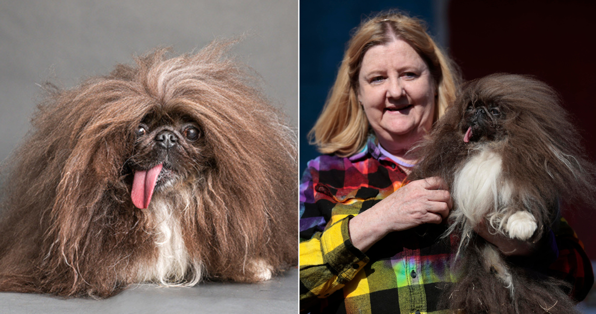 Así es Wild Thang, el pequinés de 8 años elegido “el perro más feo del mundo”: ganó millonario premio
