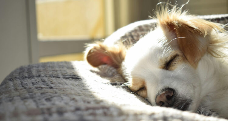 La eutanasia en mascatas