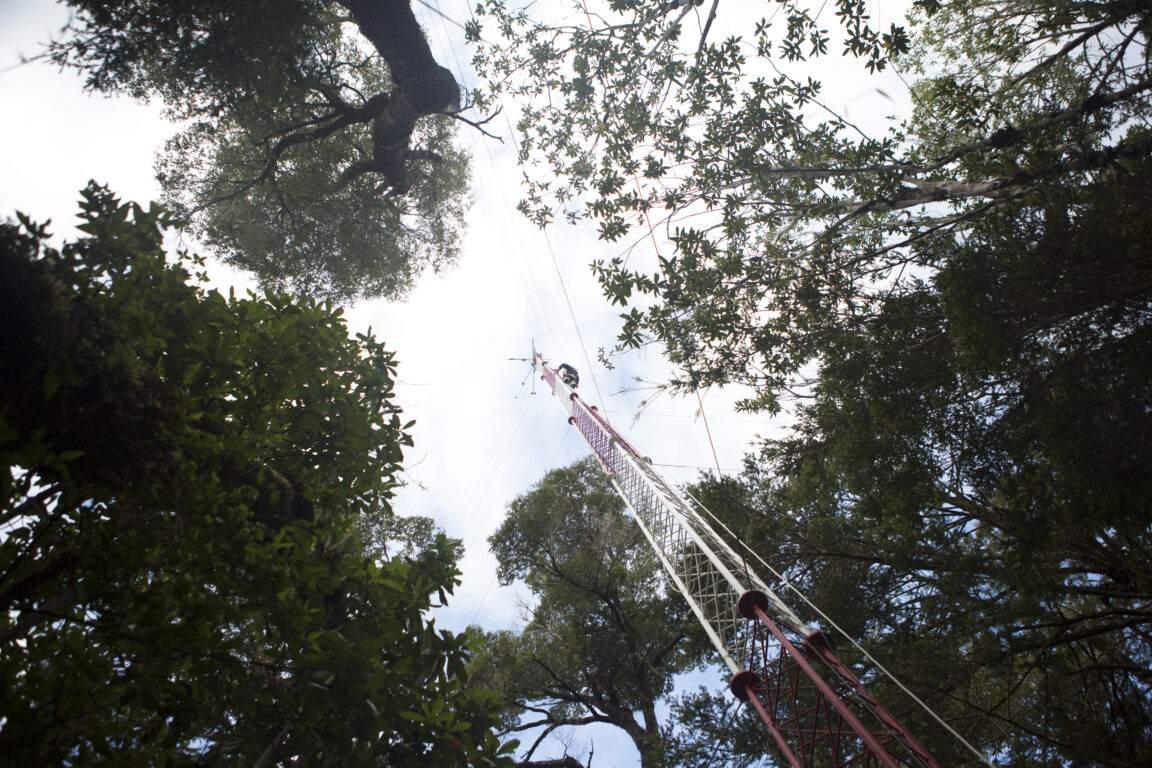 Torre de monitoreo en el bosque de Chiloé