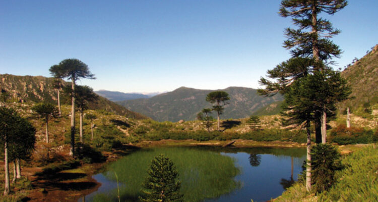 dia mundial del medioambiente