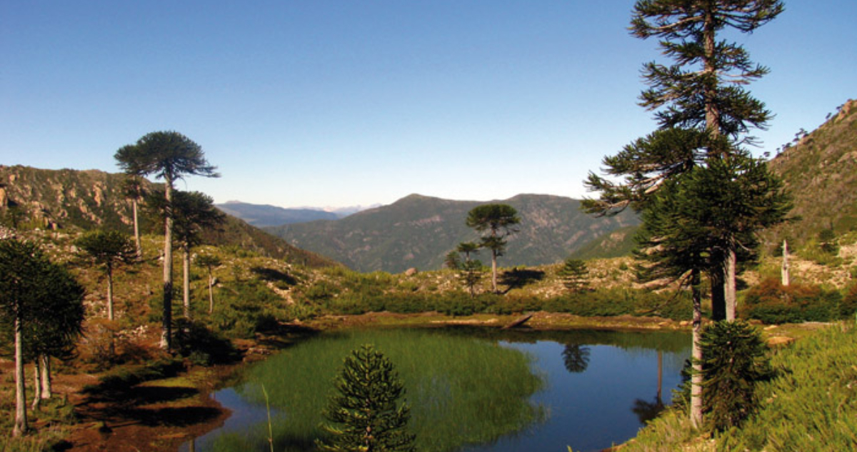 dia mundial del medioambiente