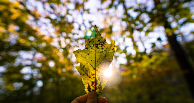 Soluciones basadas en la naturaleza