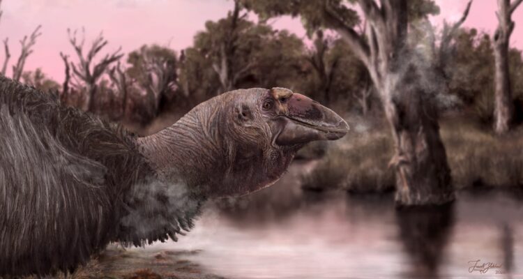 Tras 128 años de investigación, finalmente fue descubierto el cráneo de una antigua especie gigante de ganso en Australia.