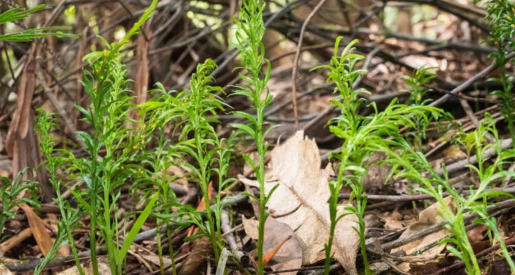 Descubren el genoma más grande del mundo en una pequeña y simple planta sin raíces