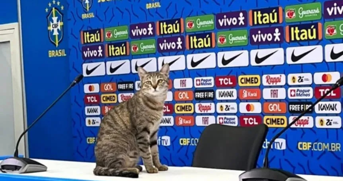 Hexa gato Brasil nota fin de semana final