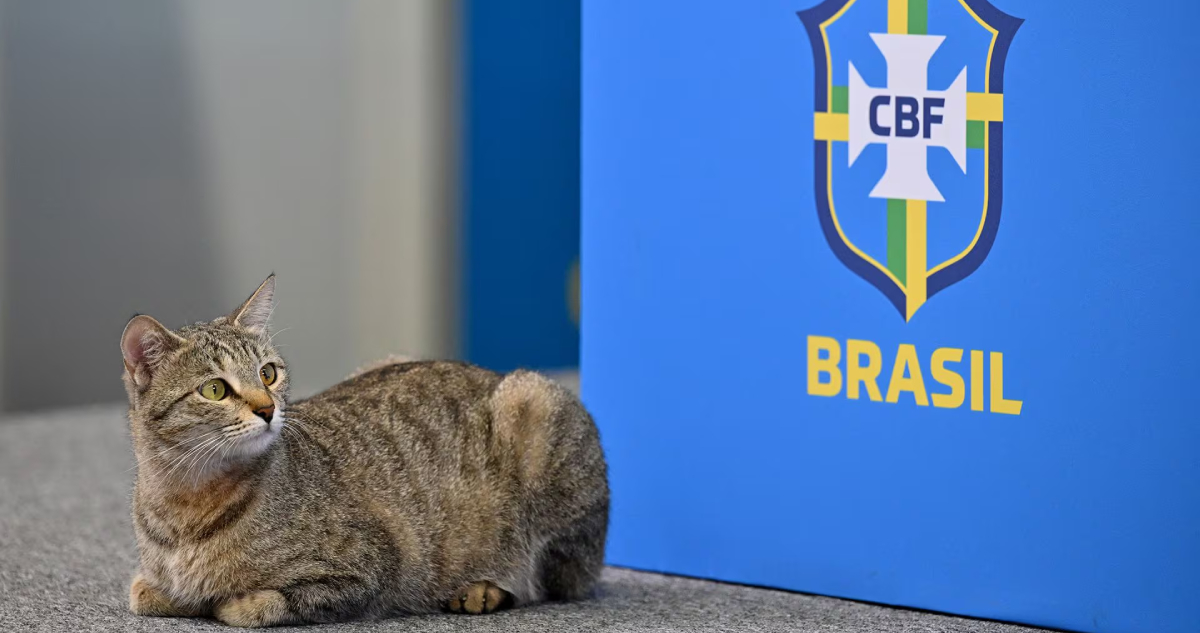 Hexa gato Brasil nota fin de semana
