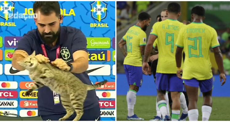 Hexa maldición gato Qatar 2022 Mundial Brasil