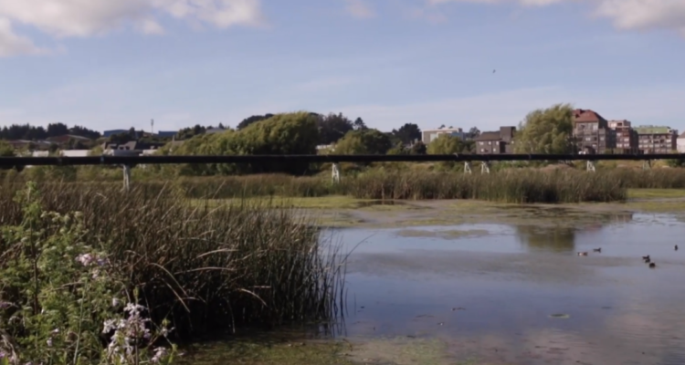 Imagen del humedal Paicaví en Concepción