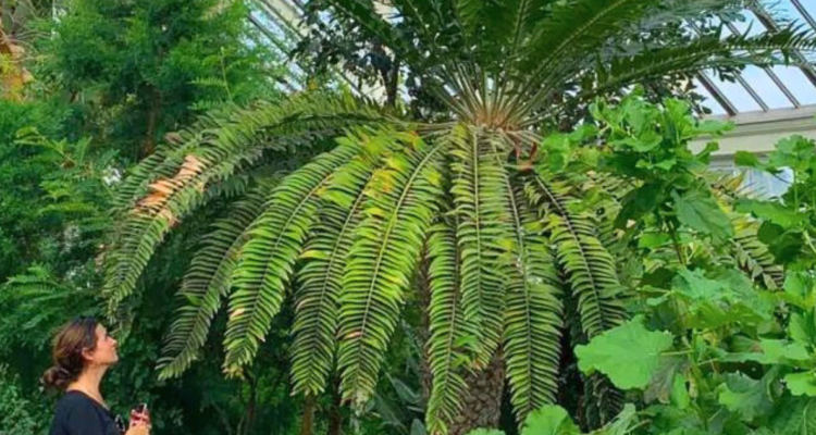 Con la ayuda de la inteligencia artificial (IA), científicos buscan una pareja para la considerada, ‘planta más solitaria del mundo’.