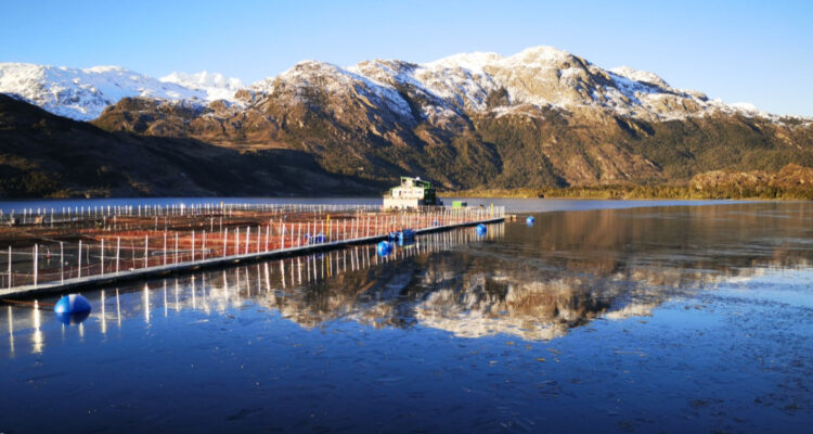 Intesal destaca el menor uso de antibióticos en la salmonicultura nacional en más de 12 años