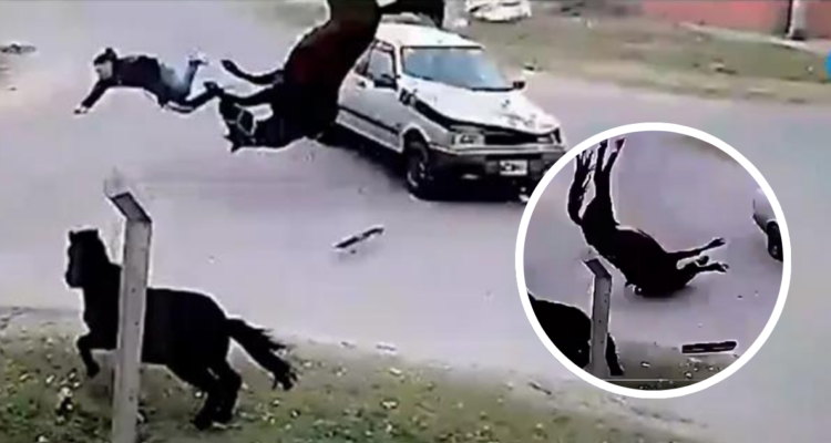 Joven de 16 años robó un caballo y chocó contra un auto en Argentina: el equino “volo” tras el impacto