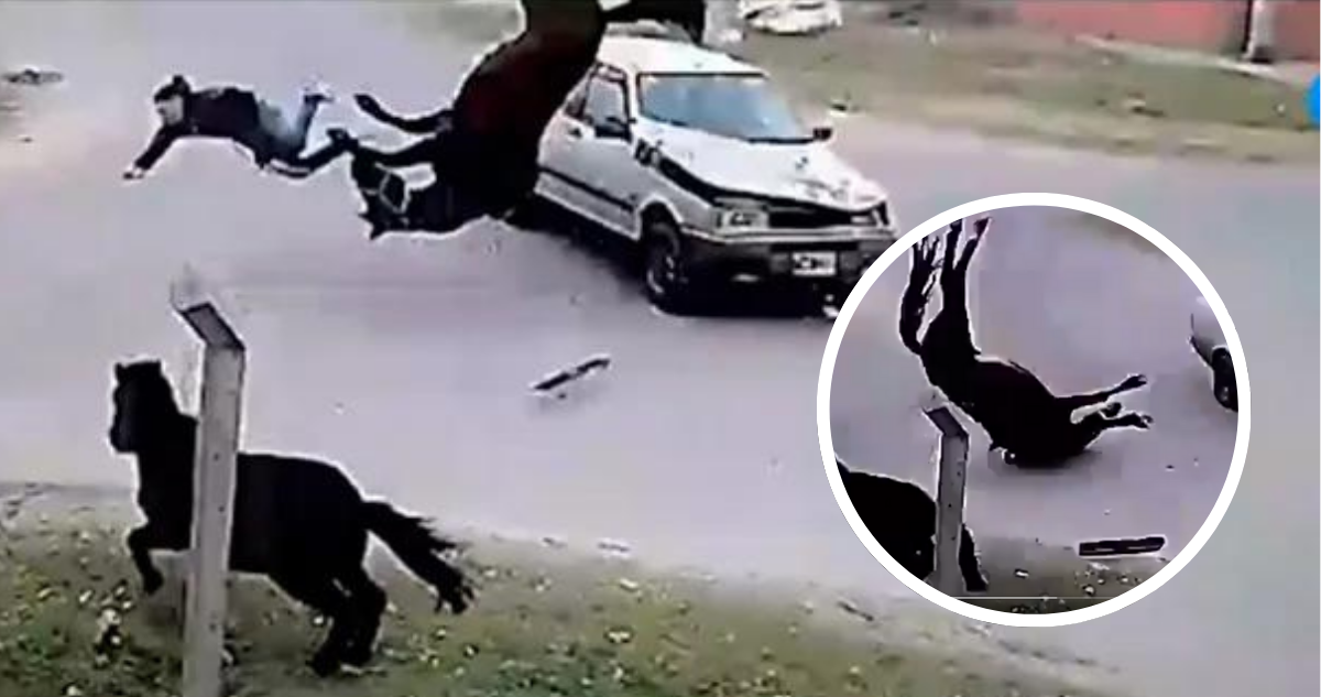 Joven de 16 años robó un caballo y chocó contra un auto en Argentina: el equino “volo” tras el impacto