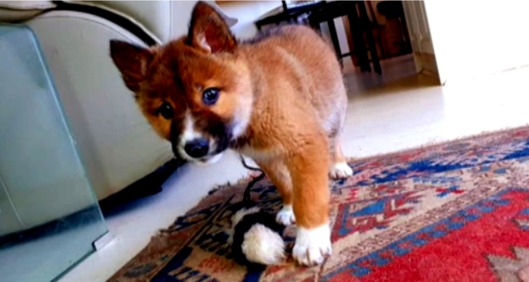 Esta mascota no era un perro, en realidad era un lobo
