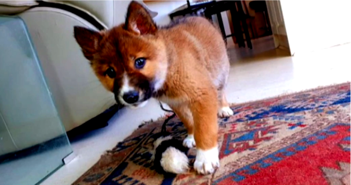 Esta mascota no era un perro, en realidad era un lobo