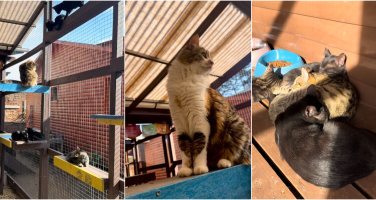Iniciativa transforma envases de alimentos en un centro recreativo para gatos en Isla Negra