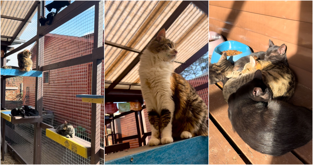 Iniciativa transforma envases de alimentos en un centro recreativo para gatos en Isla Negra
