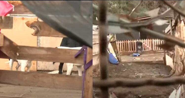 Operativo en presunto matadero clandestino en San Bernardo: denuncian faena de perros y amenazas