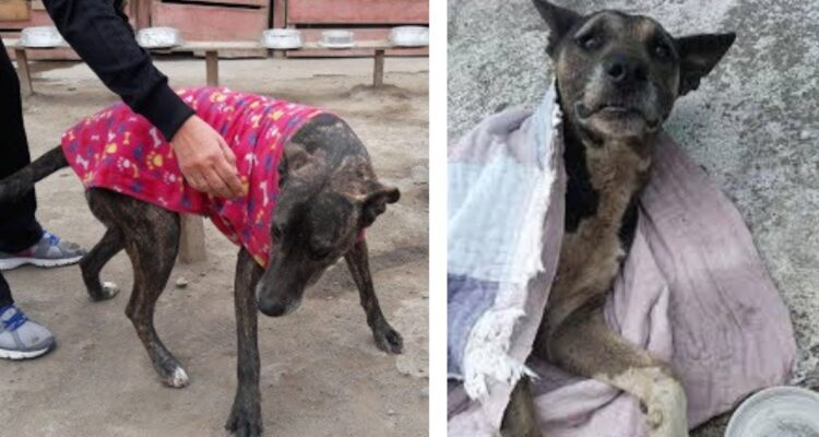 Por qué abrigar a los perros callejeros no es una buena idea en tiempos de lluvia y frío