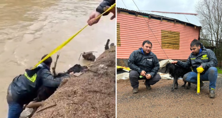 Concepción: registran rescate de perrito que cayó a río Andalién en medio de intensas lluvias