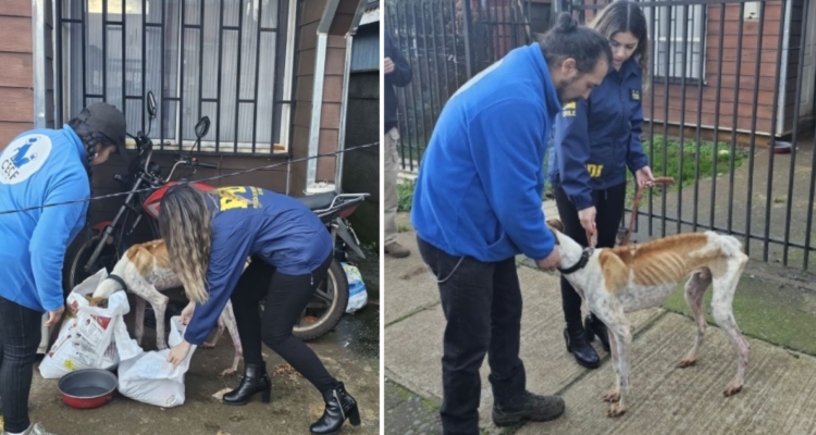 Rescatan a perro en deplorables condiciones físicas: PDI detuvo al dueño, pero fue dejado en libertad