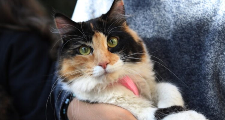 Hombre estranguló hasta matar a gato frente a sus hijos en medio de episodio de VIF en Los Ángeles