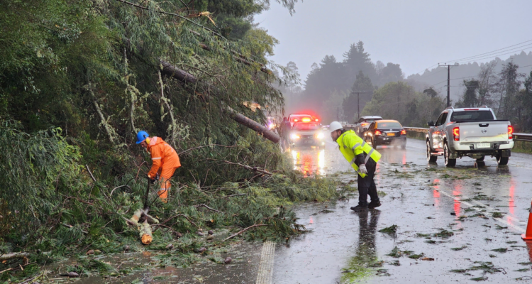 Chofer queda con lesiones luego que árbol cayera sobre furgón en ruta que une Valdivia con Mariquina