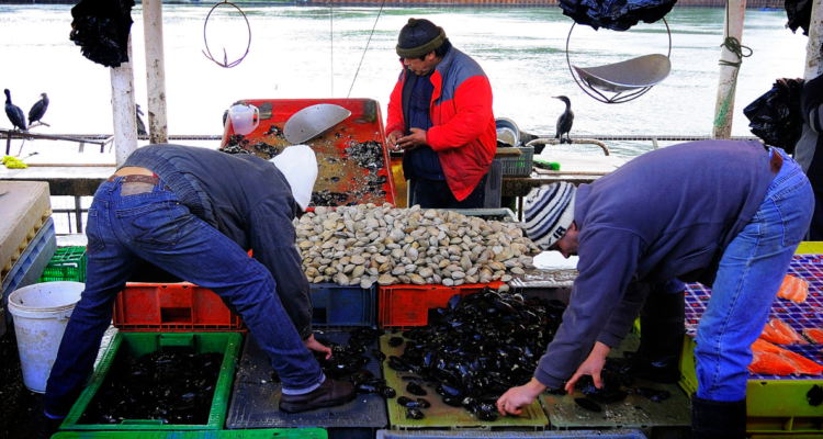 Persona denuncia que le vendieron cholgas con gusanos en mercado fluvial de Valdivia