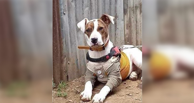 n nuevo caso de maltrato animal con sospecha de la muerte de una mascota fue denunciado por la agrupación “Un ángel en tu camino” que pretende visibilizar el hecho mediante mediante una velatón en el centro de Osorno.