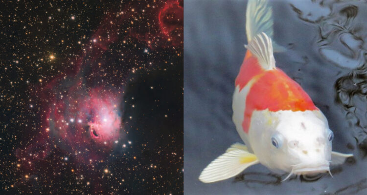 Captan desde Observatorio Paranal en Chile un inmenso “pez Koi” en el espacio