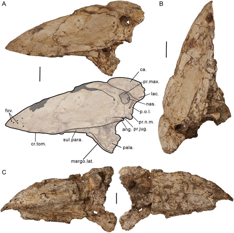 Tras 128 años de investigación, finalmente fue descubierto el cráneo de una antigua especie gigante de ganso en Australia.