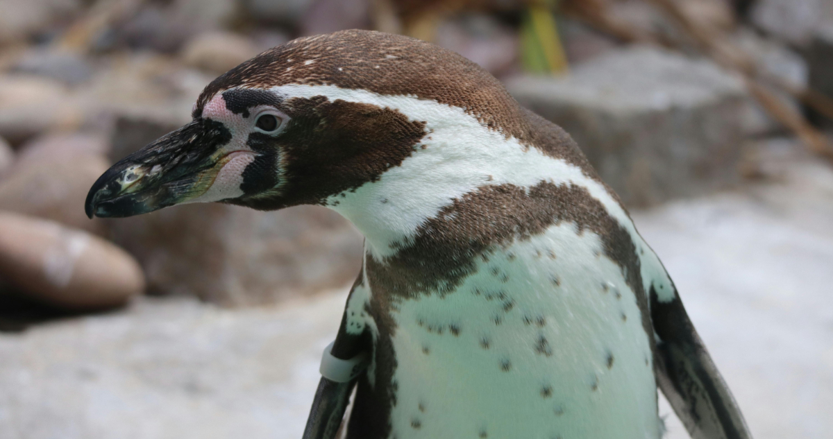 Expertos alertan que pingüinos de Humboldt están desapareciendo: “Año tras año se ha visto un declive”