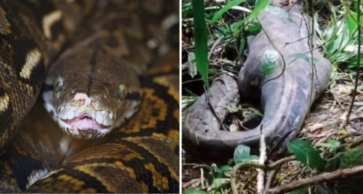 VIDEO | Hallan el cuerpo de una mujer que fue devorada por una pitón gigante en Indonesia