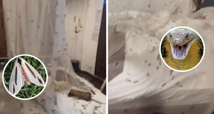 VIDEO | Turistas encuentran más de 2 mil polillas y una cobra en su habitación de hotel en Tailandia