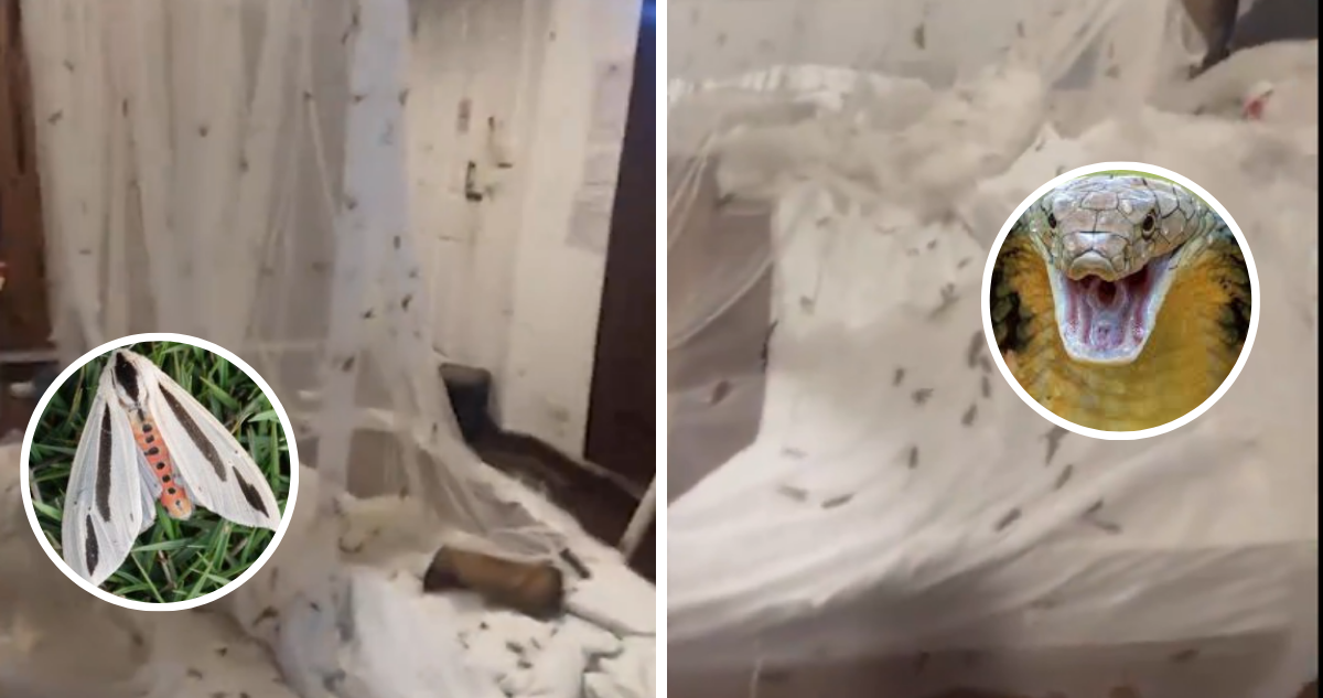 VIDEO | Turistas encuentran más de 2 mil polillas y una cobra en su habitación de hotel en Tailandia