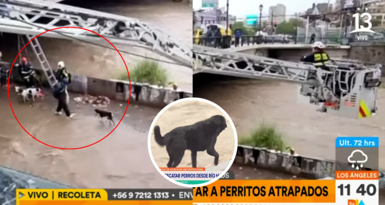 Rescatan a familia y sus mascotas desde el Río Mapocho: estaban atrapados por aumento del caudal