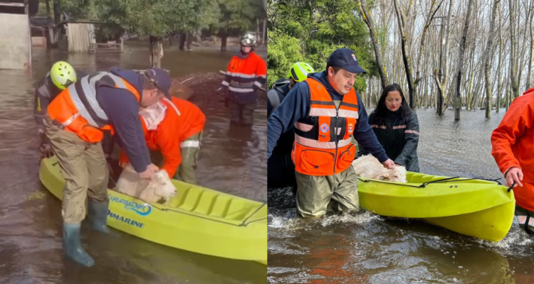 Rescatan a 10 animales de granja que quedaron atrapados en su corral a raíz de inundaciones en Coronel