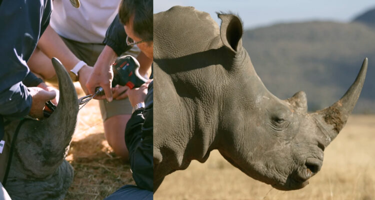 Científicos inyectando tecnología nuclear en cuernos de rinocerontes