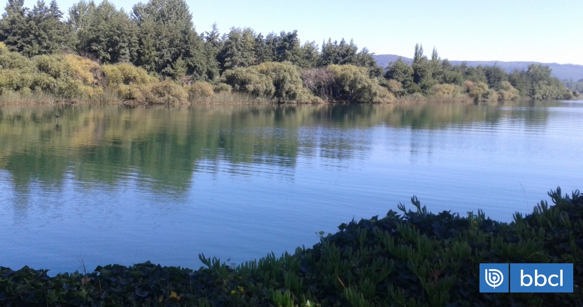 Investigación de la UACh analiza cambios en comportamiento de puyes por ...