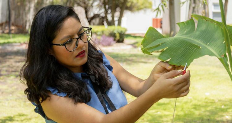 Científica mexicana produce música con sonidos generados por plantas: incluso ofrece conciertos