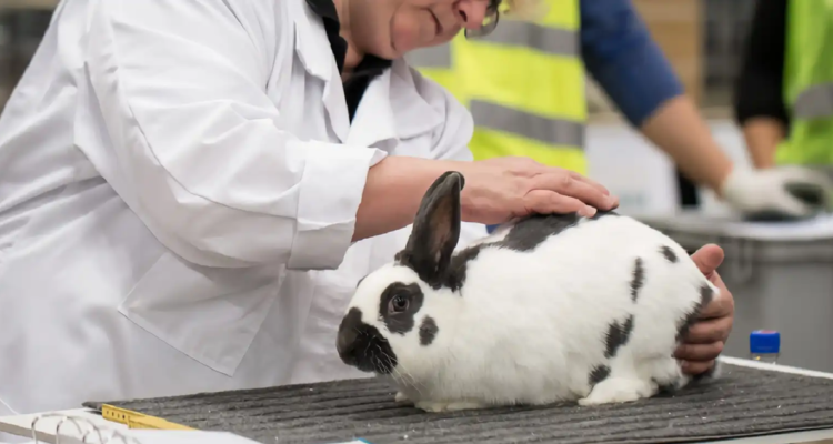 Un estudio concluyó que sólo el 5% de las terapias probadas en animales logra la aprobación reglamentaria para el uso en humanos.