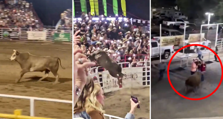 Toro evadió valla de seguridad en rodeo y se lanzó al público en Oregon: dejó a tres personas heridas