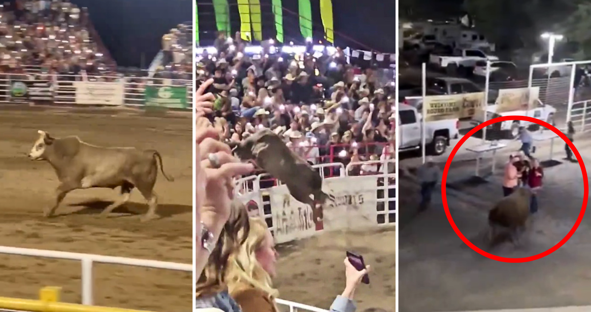 Toro evadió valla de seguridad en rodeo y se lanzó al público en Oregon: dejó a tres personas heridas