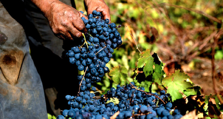 hombre extrayendo uvas, foto archivo de curanilahue, febrero 2016