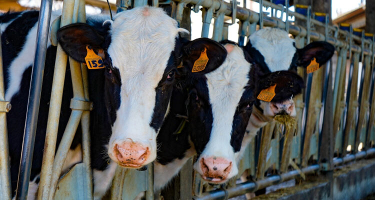 En Bolivia destacan que recibieron luz verde para exportar leche a Chile